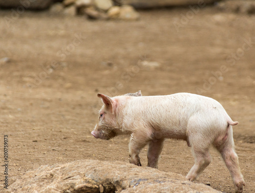 Pig on a dirt floor photograph