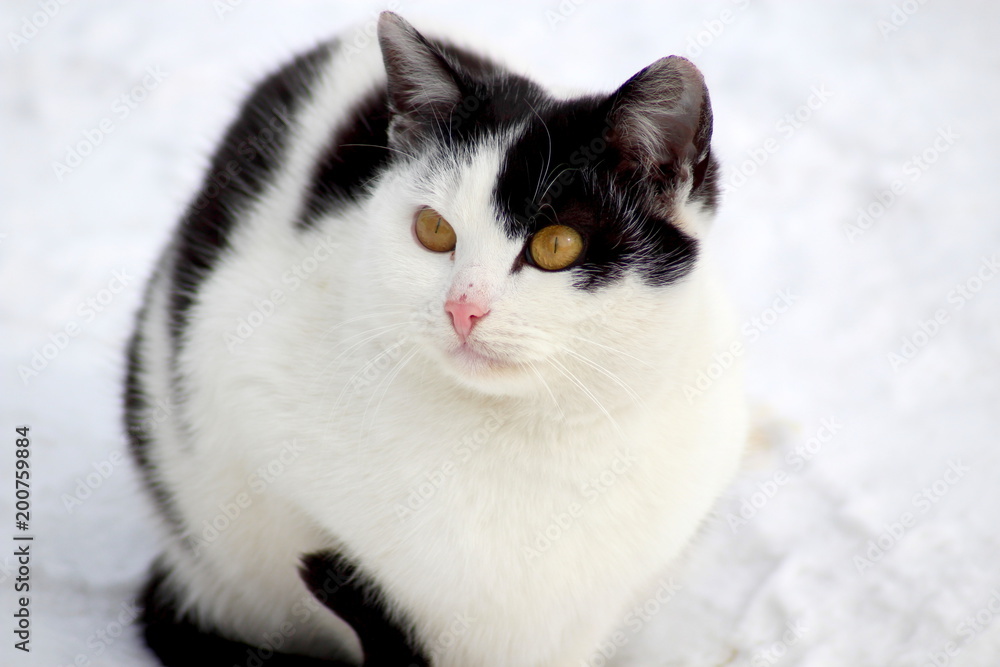 A cat on a street walk A cat on a street walk
