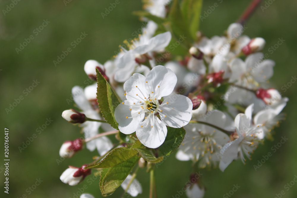 Apple spring garden. It's spring. May. Horizontal. Selective focus. Apple spring garden. It's spring. May. Horizontal. Selective focus.
