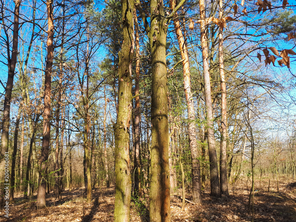 Obraz premium Spring forest landscape background