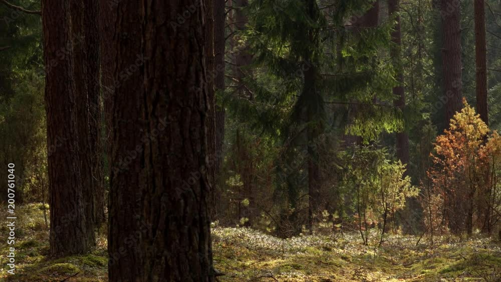 Pine and juniper forest panorama. Pine and juniper forest panorama.