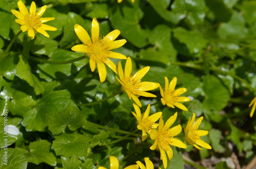 Obraz premium yellow delicate spring flower