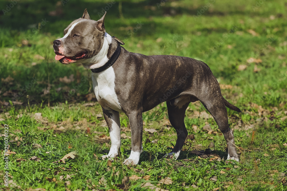 Beautiful dog American Staffordshire Terrier in the park, in the forest Beautiful dog American Staffordshire Terrier in the park, in the forest