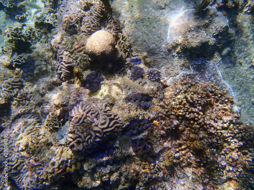Coral reef in north Sulawesi
