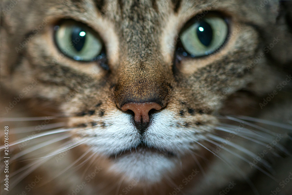 a cat portrait close up