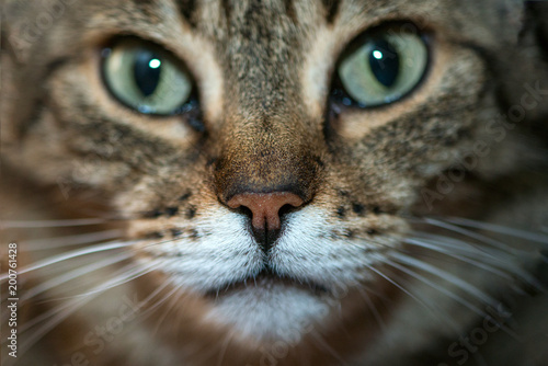 a cat portrait close up © Tatiana