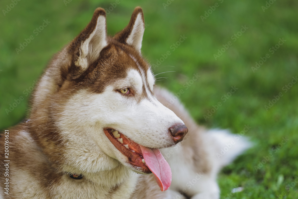 Beautiful dog Husky in the park, in the forest