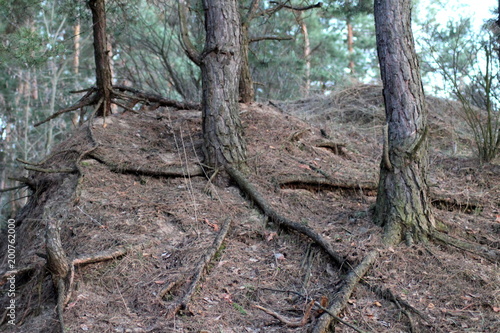 pine roots on the precipice