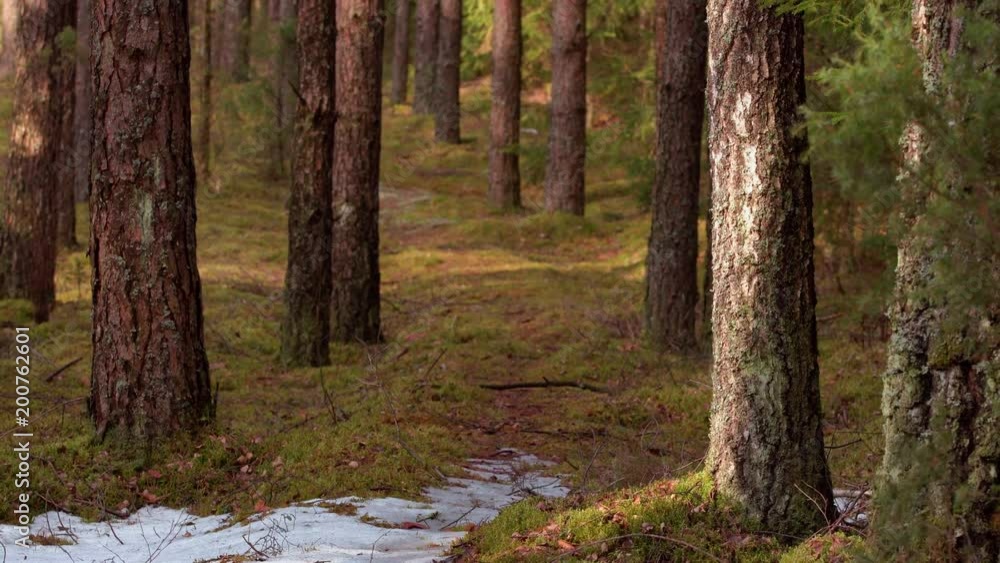 Empty footpath through the pine forest in the early spring Empty footpath through the pine forest in the early spring