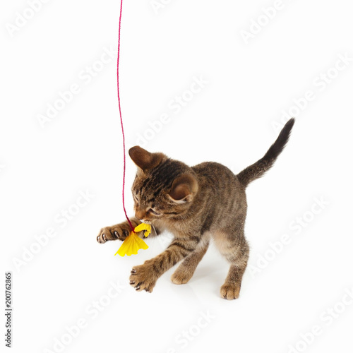 Striped kitten is played with a yellow paper bow on a white background © Boris Bulychev