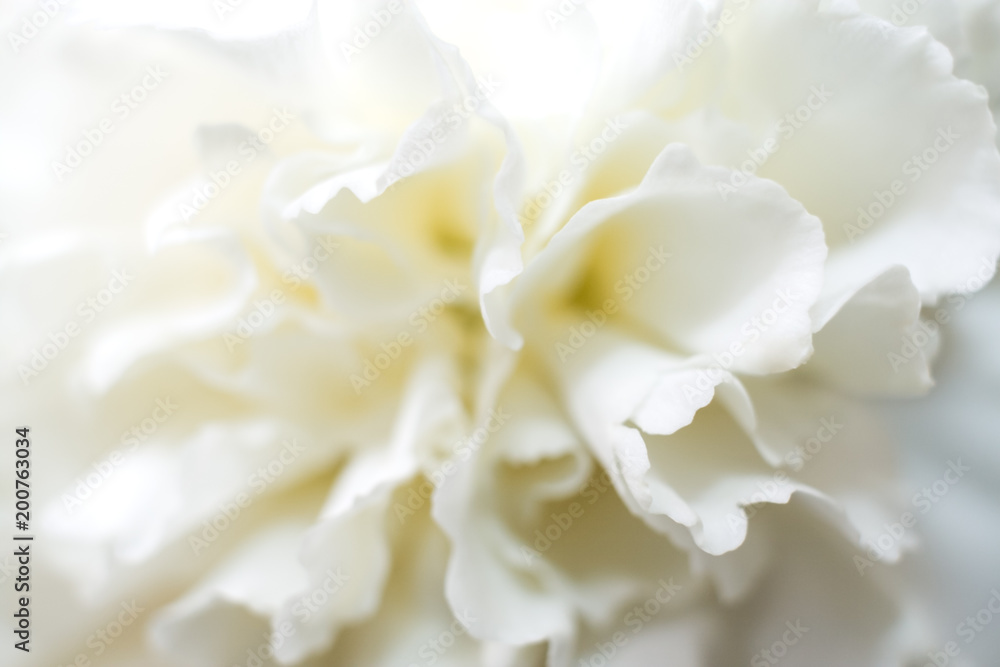 Soft white carnation flower with gentle petals.