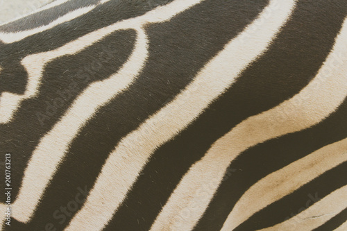 Close up photograph of a zebra skin