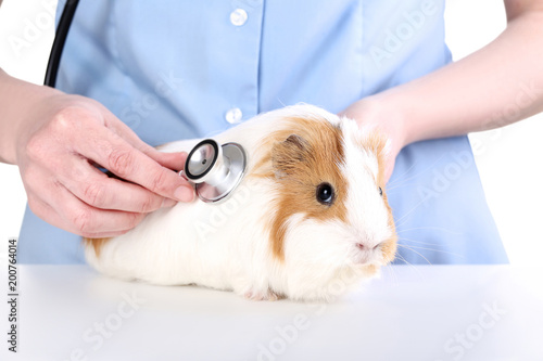 Foto Female hands holding stethoscope near guinea pig on white background