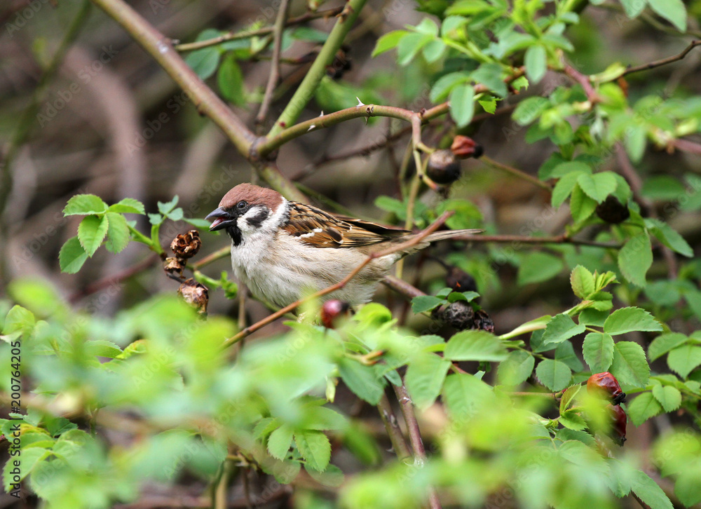 Sparrow. Sparrow in green nature. Sparrow on a branch. Sparrow. Sparrow in green nature. Sparrow on a branch.