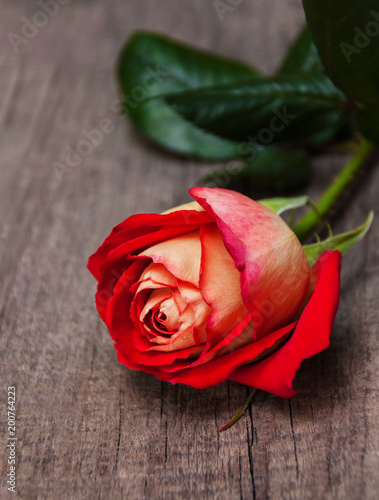 Red rose on a wooden table