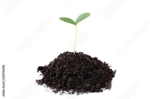 Young plant in ground on white background