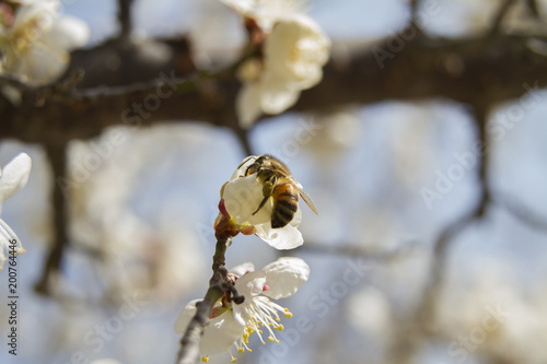 Plum blossoms that signal the coming of spring