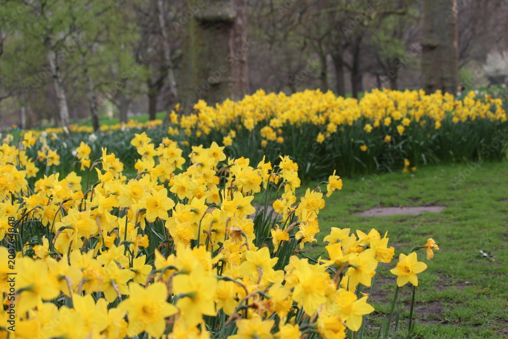 Daffodils, Springtime in London Park Daffodils, Springtime in London Park