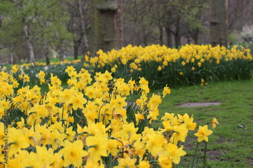 Daffodils, Springtime in London Park 