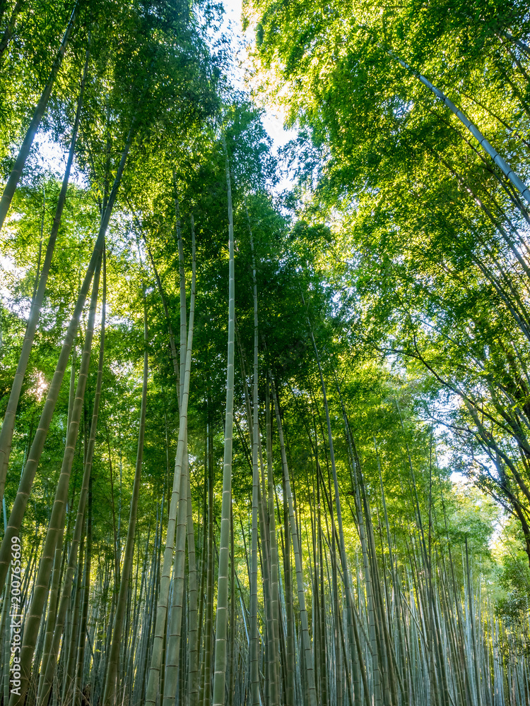 Bamboo forest in Arashiyama, Japan Bamboo forest in Arashiyama, Japan