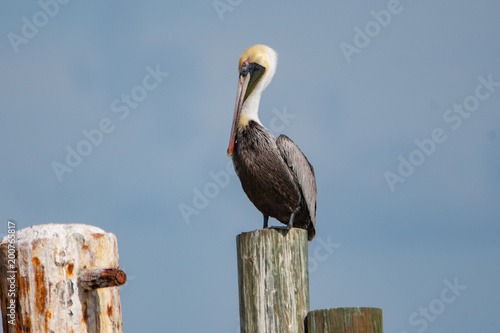 Pelican Standing alone