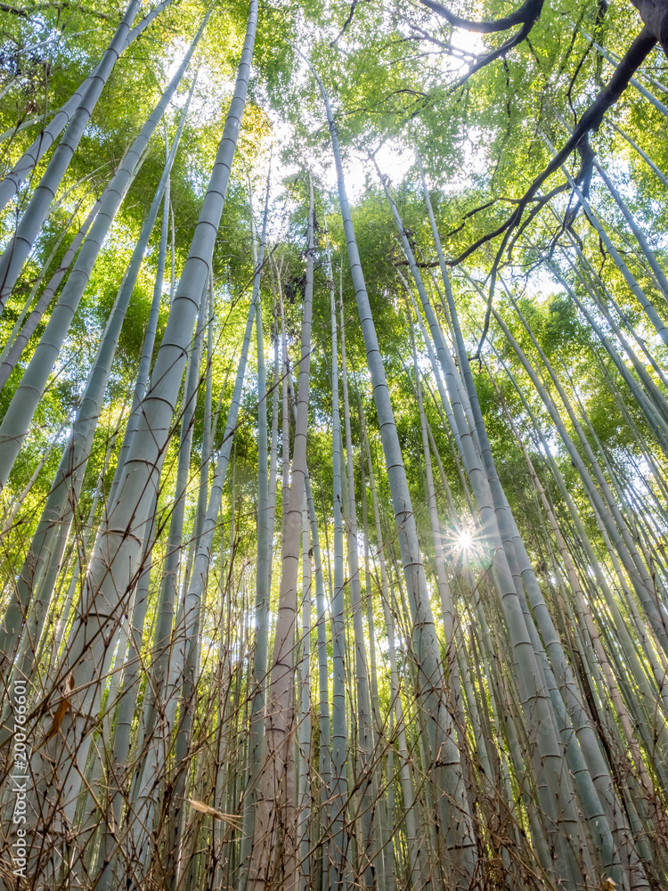 Bamboo forest in Arashiyama, Japan Bamboo forest in Arashiyama, Japan