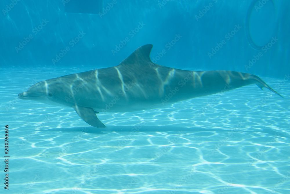 Naklejka premium Dolphin
