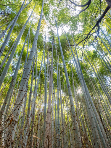 Bamboo forest in Arashiyama  Japan