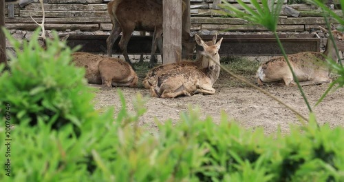 A group of deer resting photo