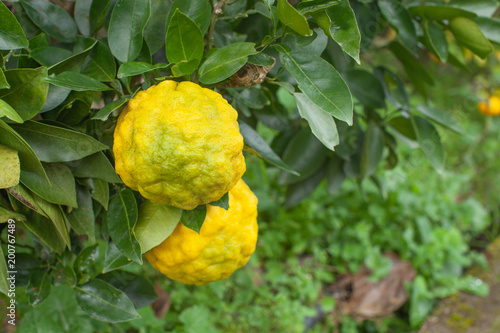 日本産の大きいみかん 鬼ゆず Stock 写真 Adobe Stock