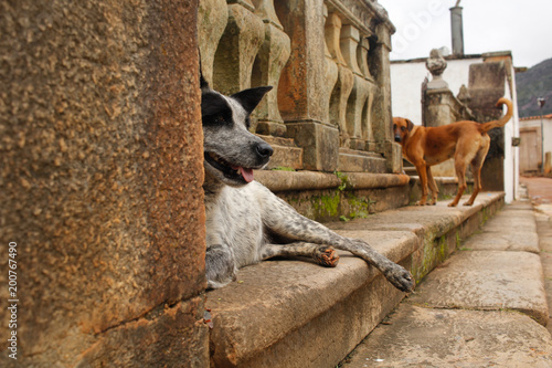 Cachorro deitado com a língua para fora descansando e outro olhando photo