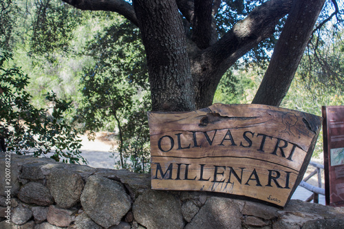 Olivastro Millenario - thousand years old tree photo