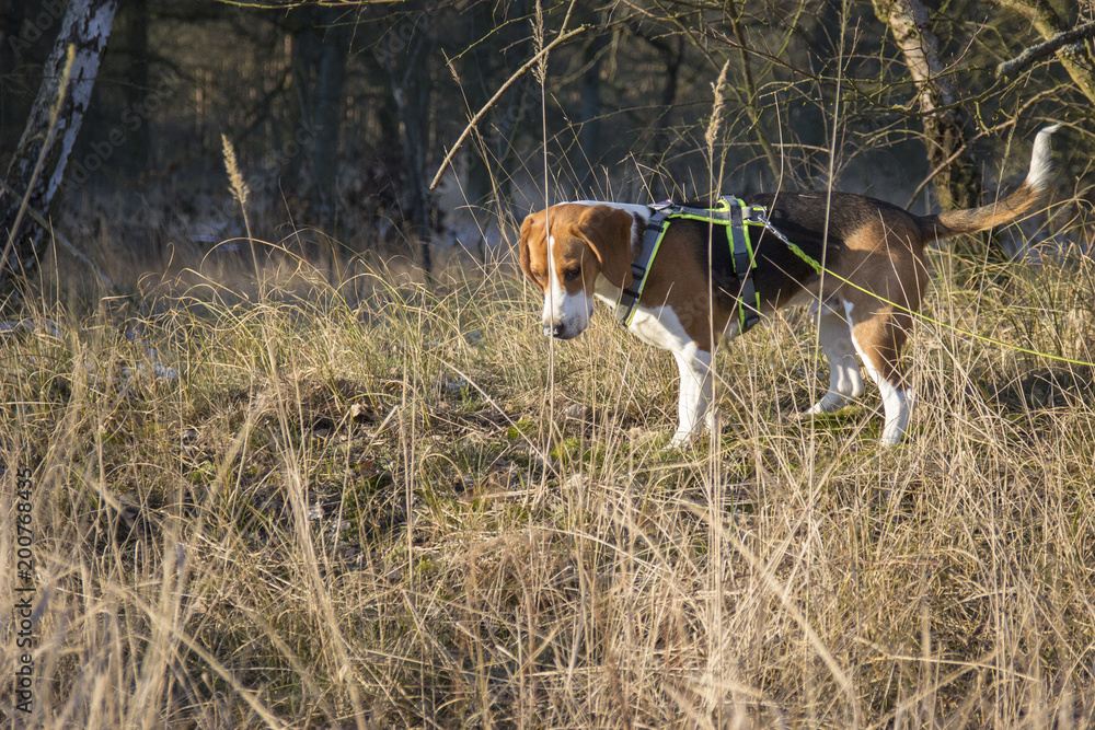 Dog on a leash in the forest