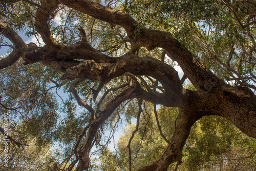Olivastro Millenario - thousand years old tree photo