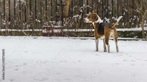 Beagle in the snow looks attentively