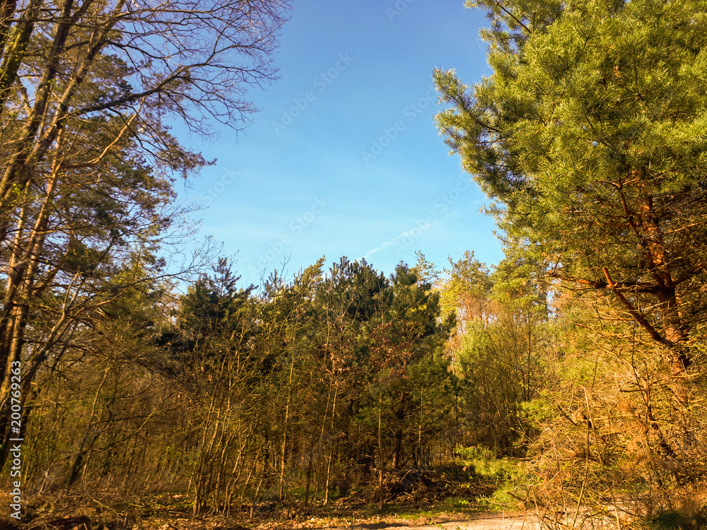 Naklejka premium Trees in the forest - the crown of leaves against the sky