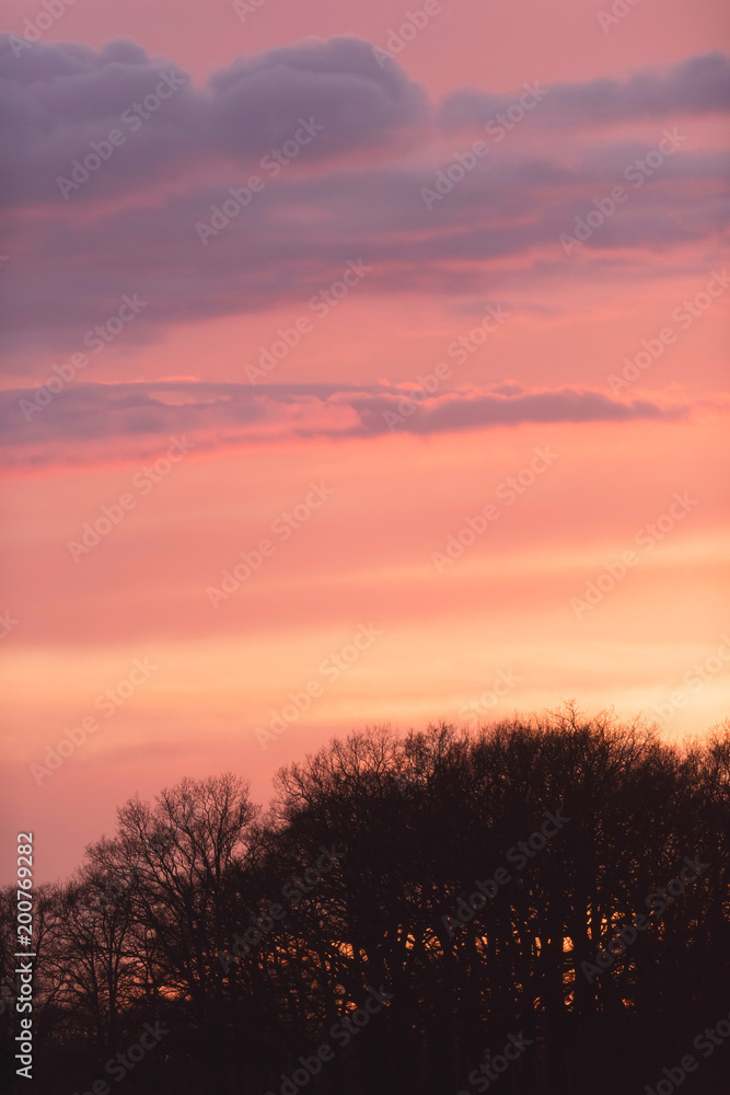 Silhouette of bare trees under pink coloured sky at sunset.