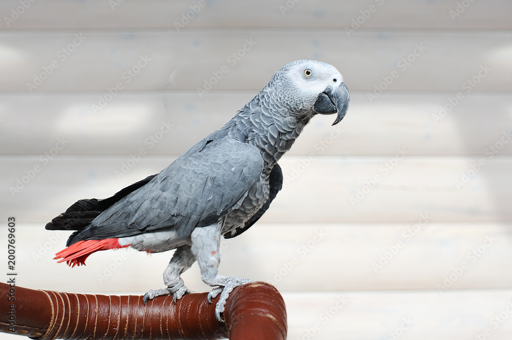 Obraz premium The grey parrot Psittacus erithacus