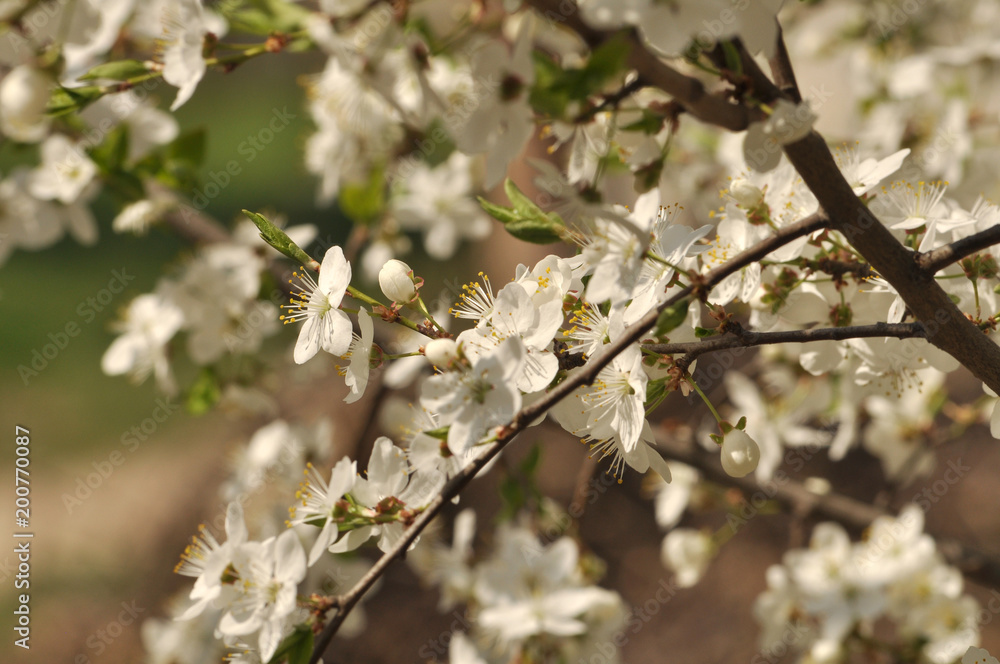 Obraz premium White blooming flowers on a tree in spring