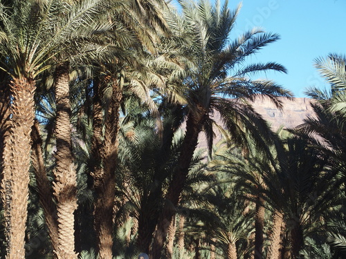 Landscape of green palm trees in oasis in central Morocco in old village of Oulad near Zagora city photo