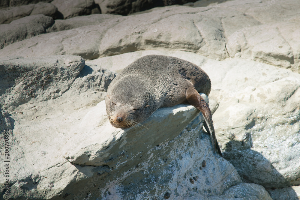 Naklejka premium Mała foczka śpi na skale, dzikie zwierzę