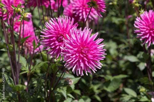 Blüte in Pink
