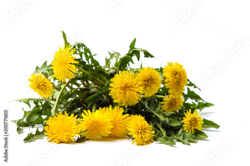 Fototapeta Naklejka Na Ścianę i Meble -  Dandelion flowers isolated on white