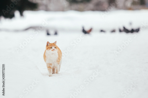 fluffy cat walks on the street on snow in the winter © Porokhniak Valentyn