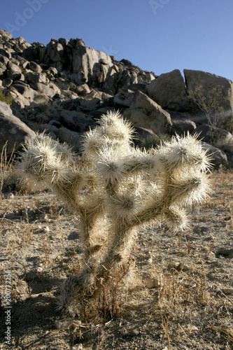 Cacti with white thorns among stones (Cylindropuntia echinocarpa) photo