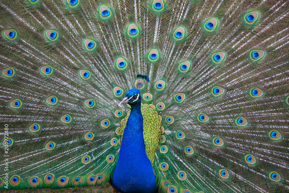 Obraz premium Peacock