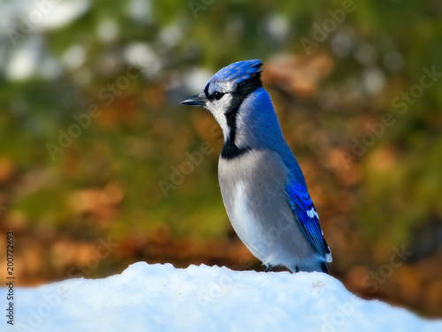 Beautiful bluejay bird - corvidae cyanocitta cristata - standing on white snow