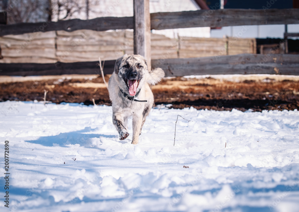 Obraz premium Beautiful dog walks on snow in winter