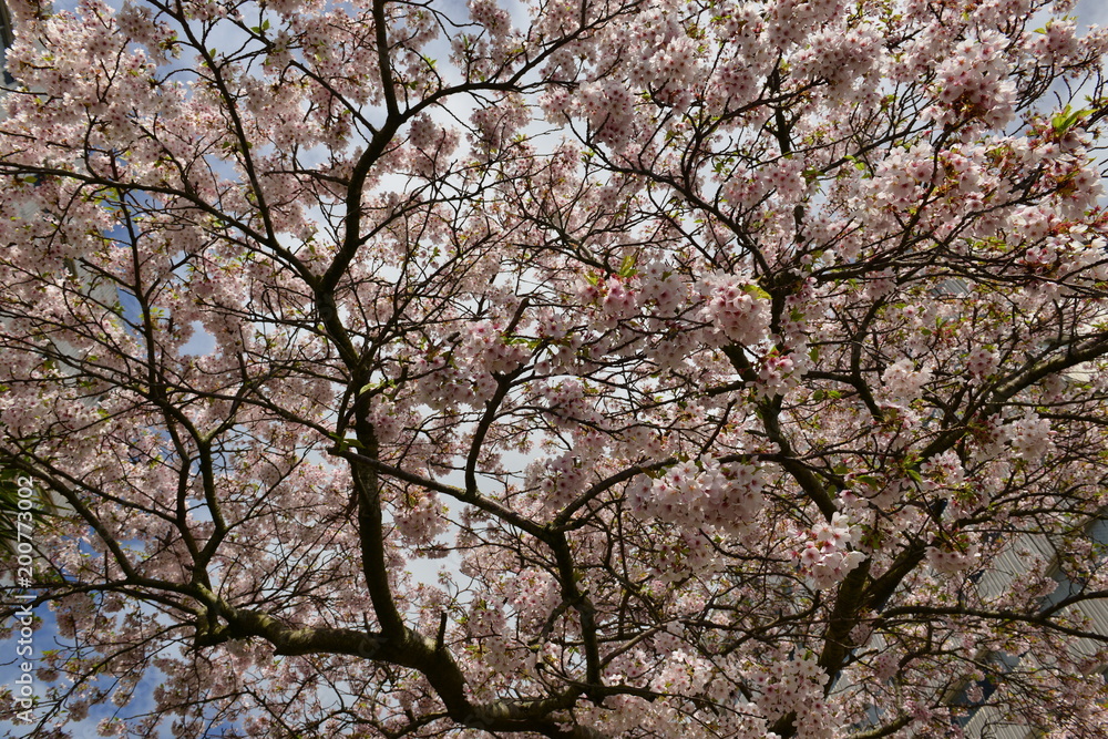 Cherry blossom, Jersey, U.K.
Spring tree canopy. Cherry blossom, Jersey, U.K.
Spring tree canopy.