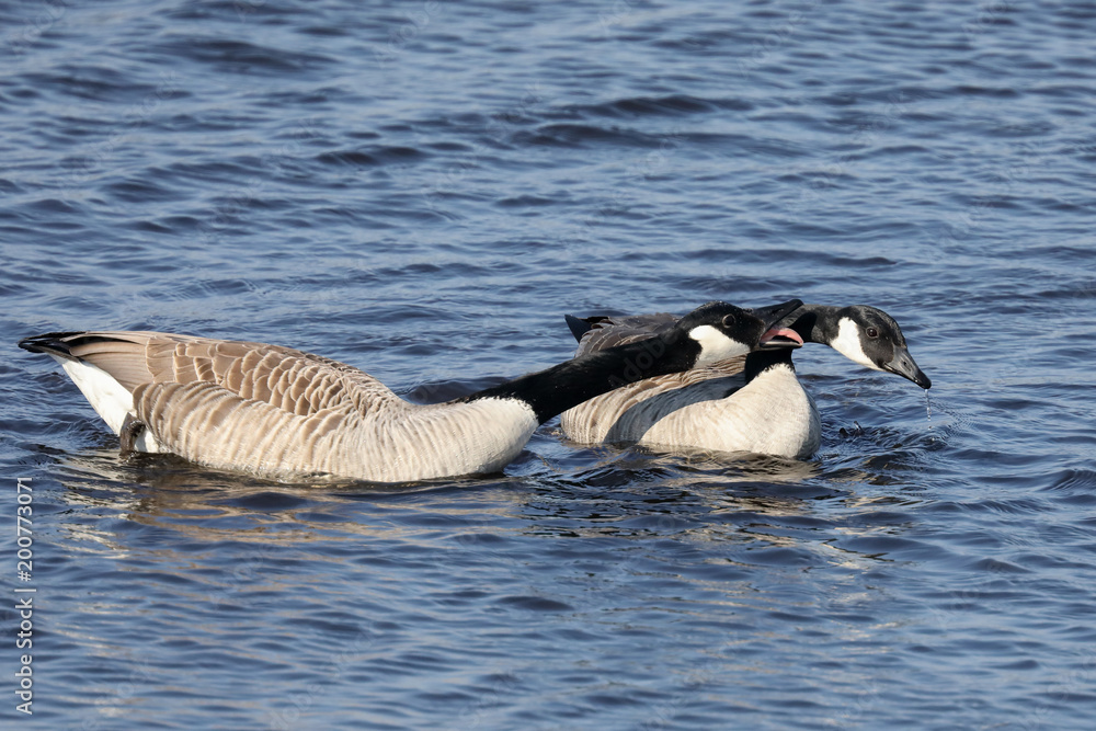 Obraz premium Canada Goose